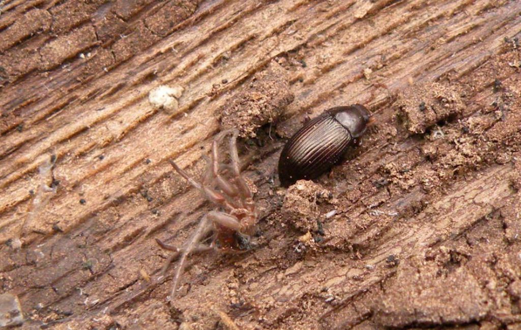 Nalassus sp.